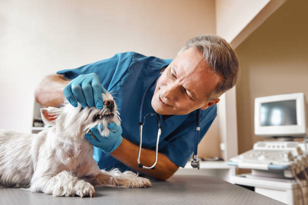 Best Emergency Treatment for Dental Infections or Abscesses in Quincy, MA